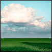 Cumulus Cloud Hovers Soy Bean Field
