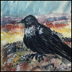 Painted Desert Raven