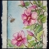 Bee and Rose of Sharon
