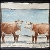 HEREFORD DUO -- Artist: Tammie Dickerson Size: 6" x 4" Medium: Watercolor Price: $175.00 ***SOLD***