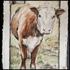 HEREFORD HELLO -- Artist: Tammie Dickerson Size: 6" x 9" Medium: Watercolor Price: $250.00 ***SOLD***