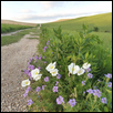 PRIMROSE AND PHLOX -- Artist: Chi-Leigh Warren Size: 16" x 24" Medium: Photography Price: $250.00