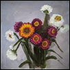 Strawflowers