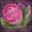 Sugarbush (Protea)