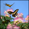 Flight Of Fancy