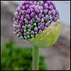 Allium Buds' Beauty