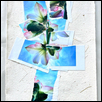 Flower Unfolding