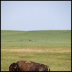 HOME ON THE RANGE -- Artist: Neha Luhar Size: 9" x 13.5" Medium: Photography Price: $180.00