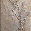Beach Fossil