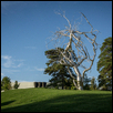 Roxy Paine