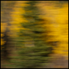 TreeVision