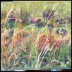 Prairie Colors Late Summer