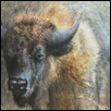 Prairie Dame