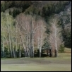 Spring Birches in the Rockies