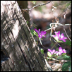 Robertson-Fuscia