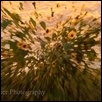 A Sunflower Explosion