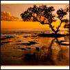 Mangrove in the Sunset