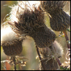 Tall Thistles Basking n the Winter Sunlight