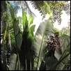 Bahama Tropics I