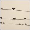 Birds on Telephone Wire