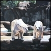 Bi- polar at the zoo