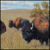 TATANKA -- Artist: Larry DeGraff Size: 12" x 24" Medium: Oil Price: $1,700.00