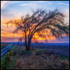 Lone Tree Road