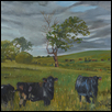 Tallgrass Prairie Center Cattle