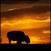 BISON SUNSET -- Artist: Crystal Nederman Size: 24" x 18" Medium: Photography Price: $275.00