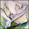 cotton blossom 2