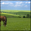 Five Horses on Rosalia Ranch