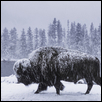 Bison in the Snowstorm