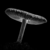 Mycelium Bloom