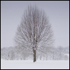 Winter Tree, Loose Park