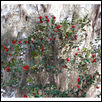 Spanish Moss and Red Flowers