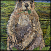CLOVER -- Artist: Candi Phillips Size: 5" x 7" Medium: Mixed Media Price: $150.00
