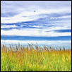 Flight over Indian Grass