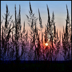 INDIAN GRASS SUNDOWN -- Artist: Barbara Van Slyke Size: 12" x 12" Medium: Photography Price: $200.00
