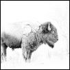 STANDING BULL -- Artist: Barbara Van Slyke Size: 10" x 8" Medium: Photography Price: $150.00