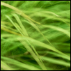 Layers of Green-July Grasses