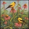 Cone Flowers & Finches