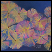 LILYPAD KALEIDOSCOPE -- Artist: Karen Stair Size: 8" x 6" Medium: Pastel Price: $140.00