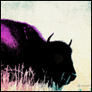 Watercolor Bison