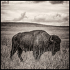 American Bison in Profile, Flint Hills