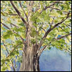 looking up into tree 1