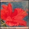 San Diego Hibiscus 1