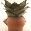 Yucca with pot