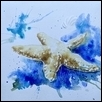 Star fish (Sea life series 1)