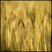 Golden Grain-Almost