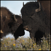 Buffalo on the Konza Prairie